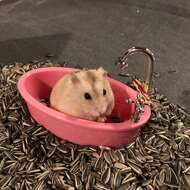 Image of hamsters