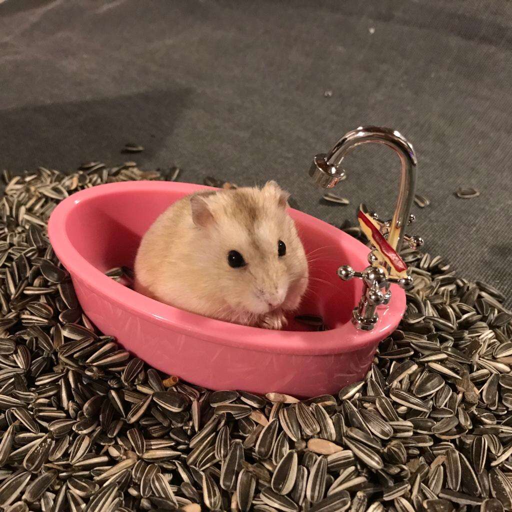 Image of hamsters