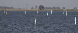 Image of Sandwich Tern