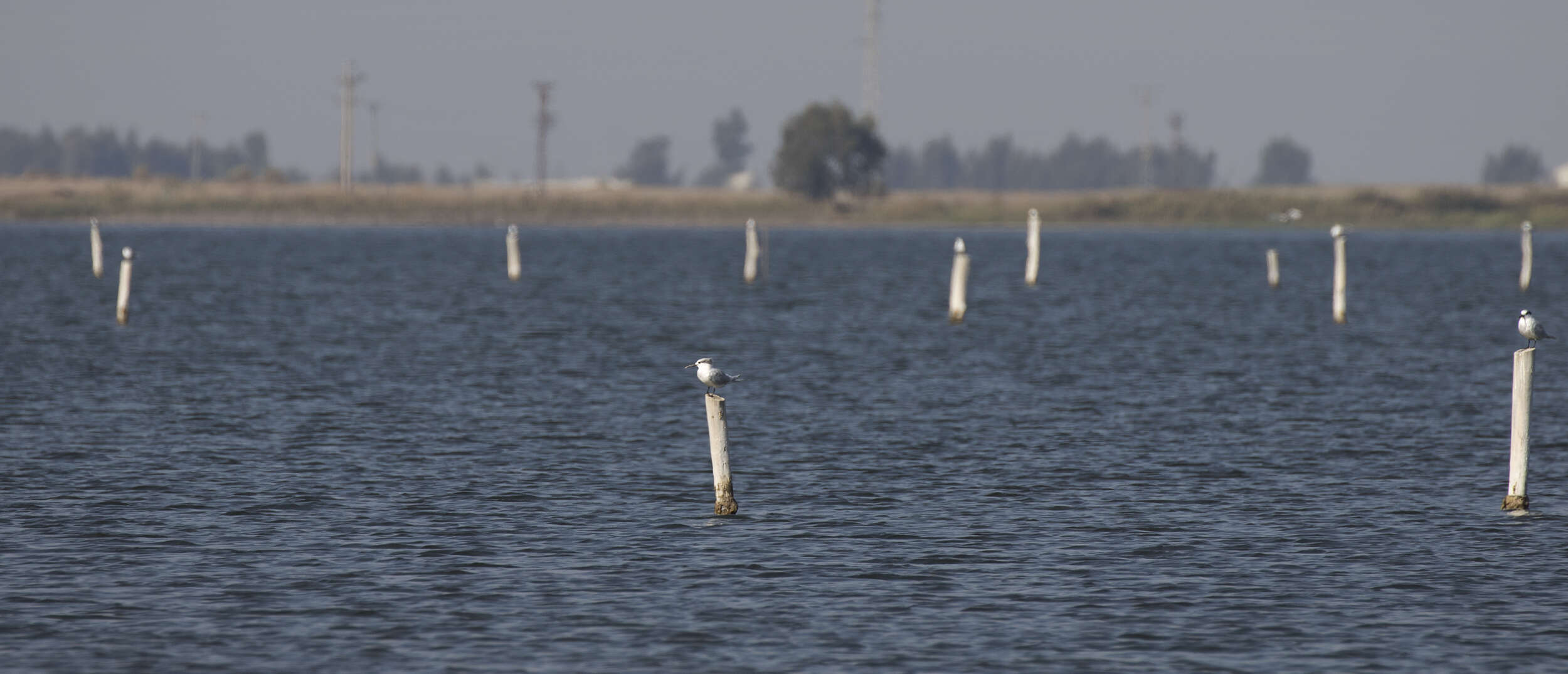 Image of Sandwich Tern