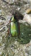 Image of Mānuka chafer beetle