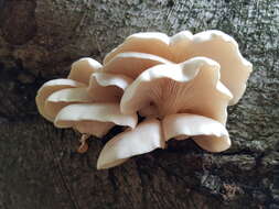 Image of Pleurotus