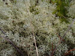 Image of Reindeer lichen