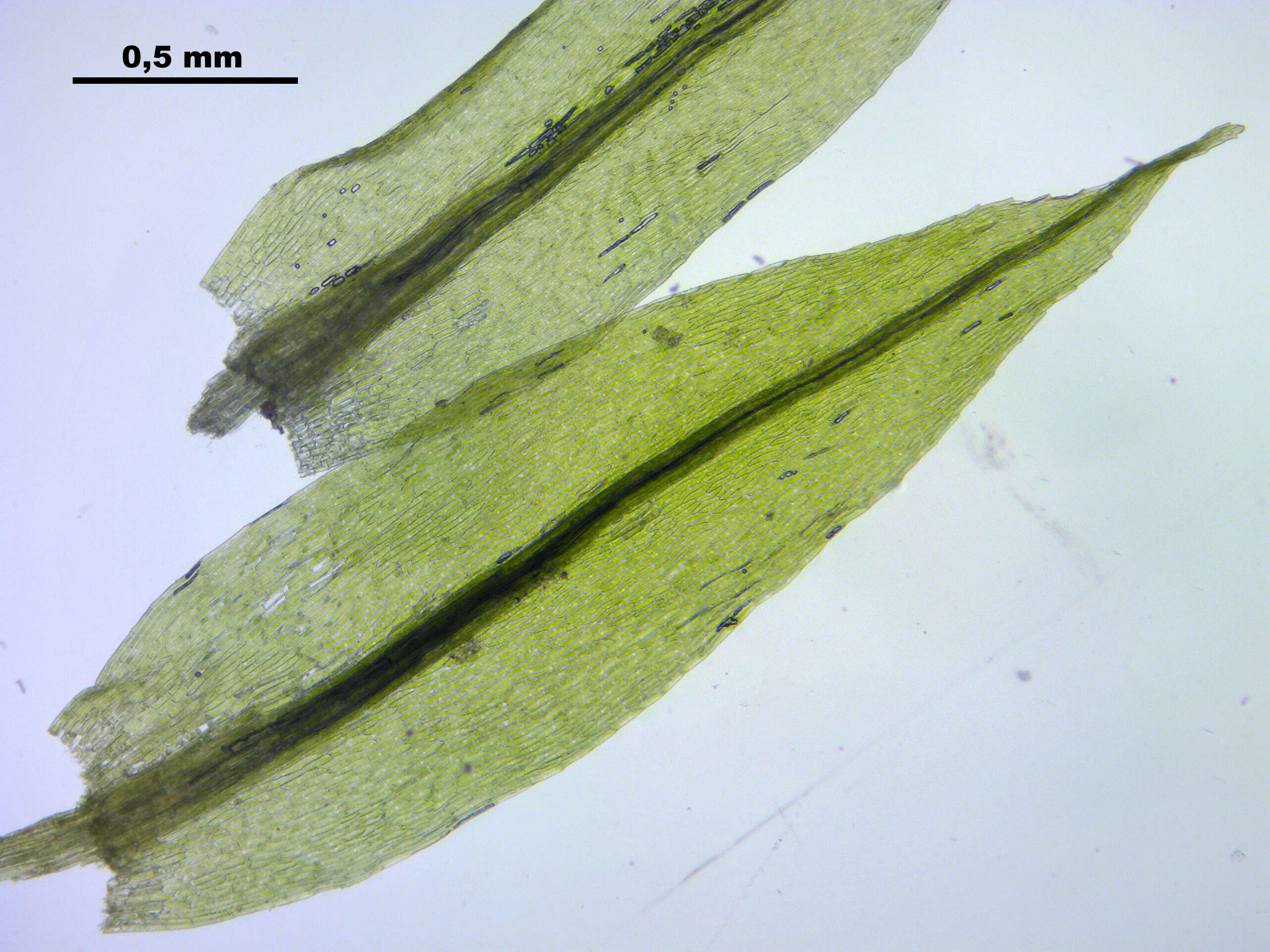 Image of pohlia moss