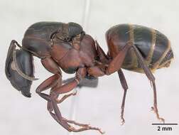 Imagem de Camponotus ligniperda