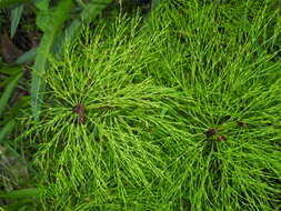 Image of Wood Horsetail