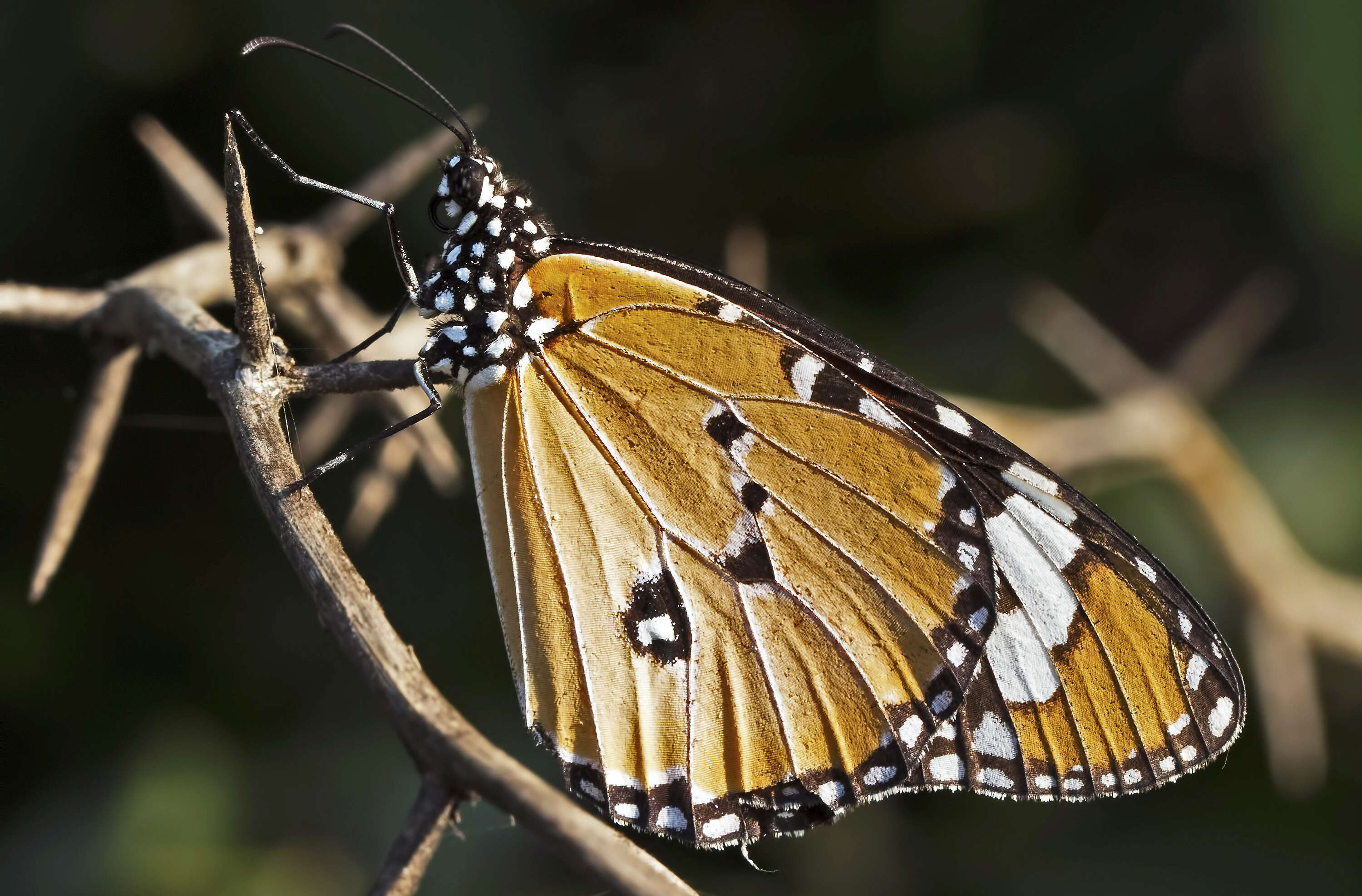 Image of Plain tiger