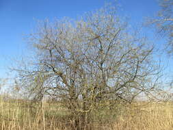 Image of Grey Willow