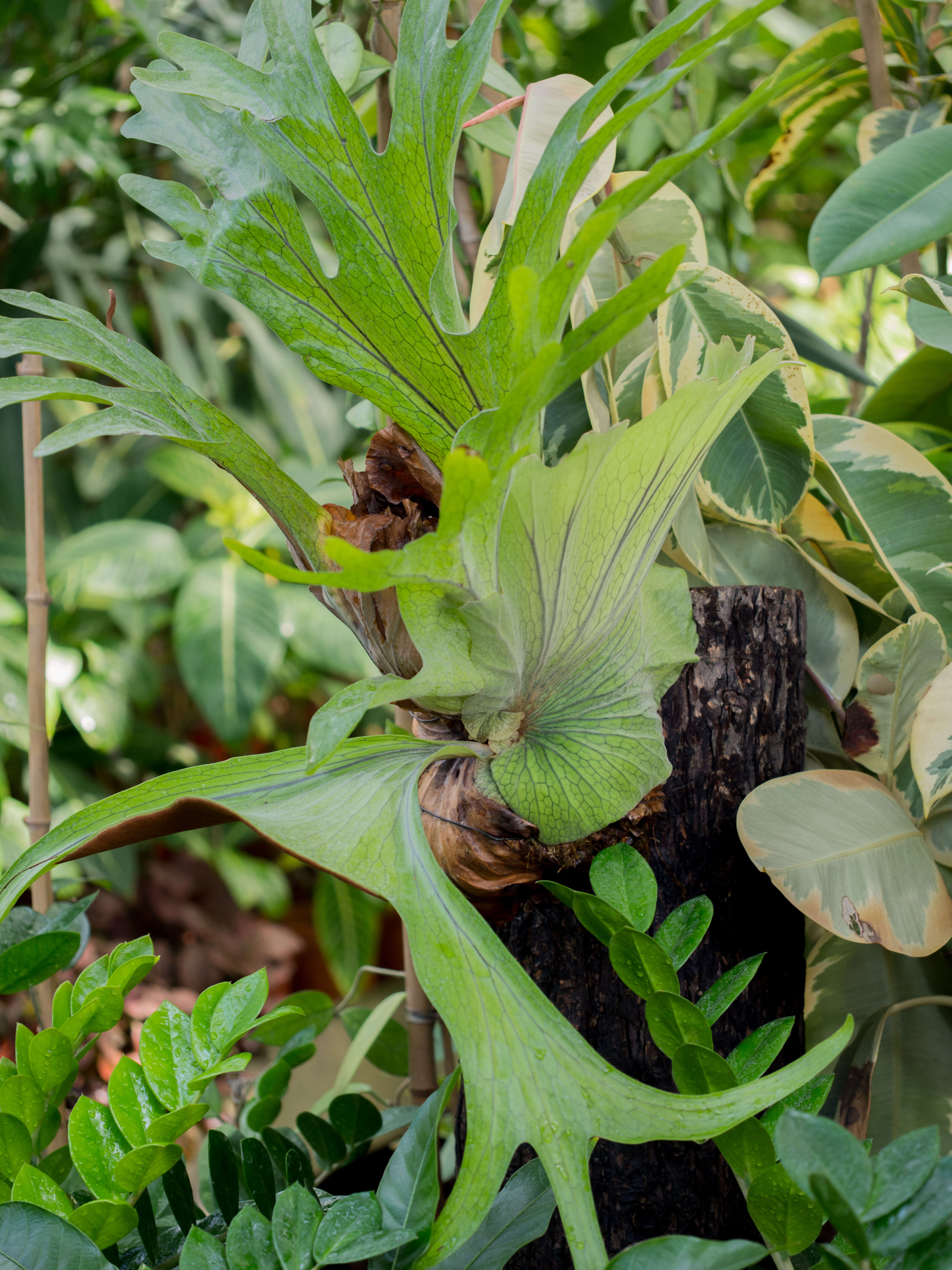 Image of staghorn