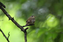 Image of Brown-breasted Flycatcher