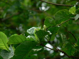 Image of Indian mulberry