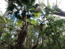 Image of Cabbage-tree palm