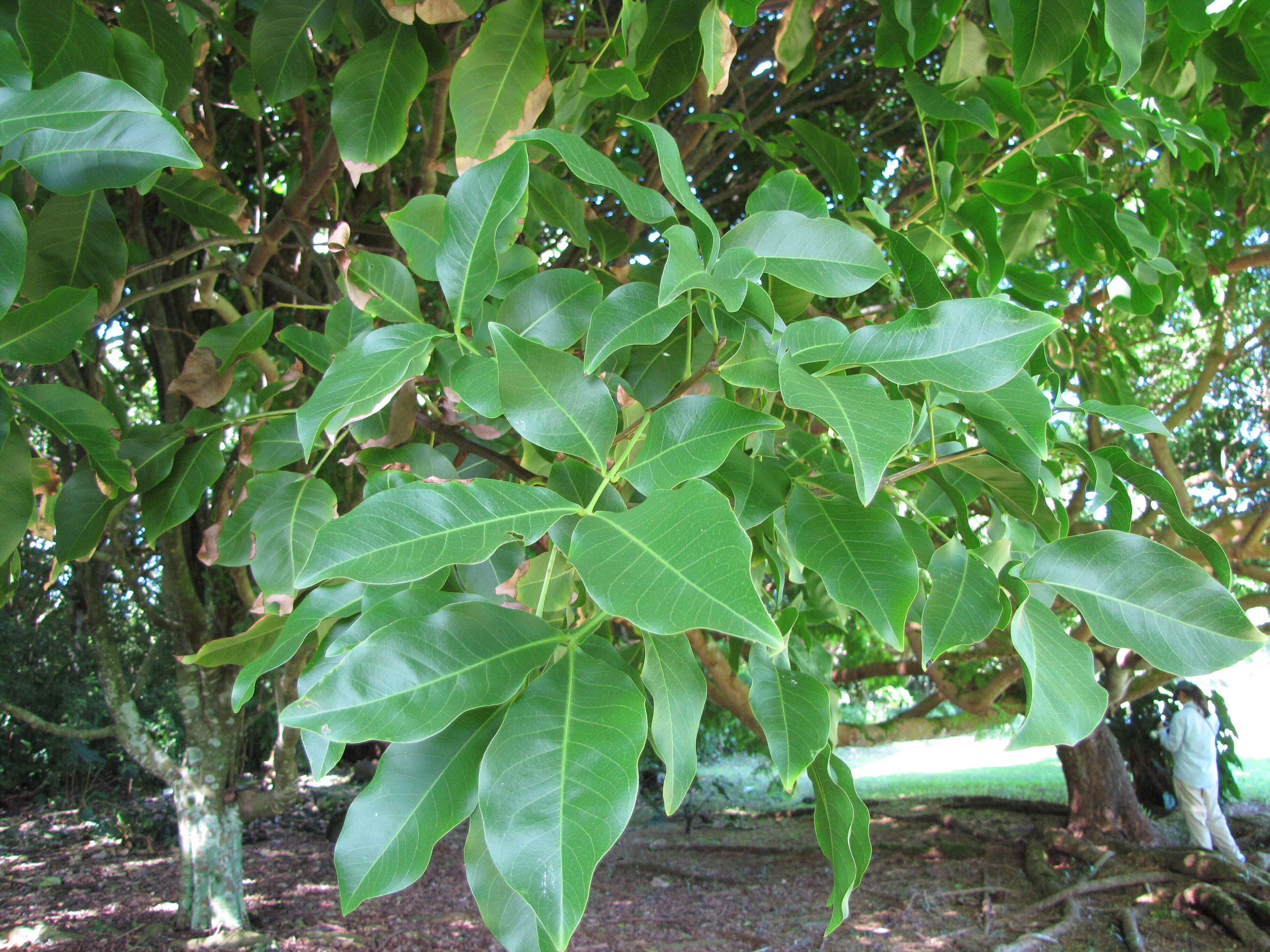 Image of Spanish lime