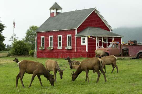 Image of Cervus canadensis roosevelti