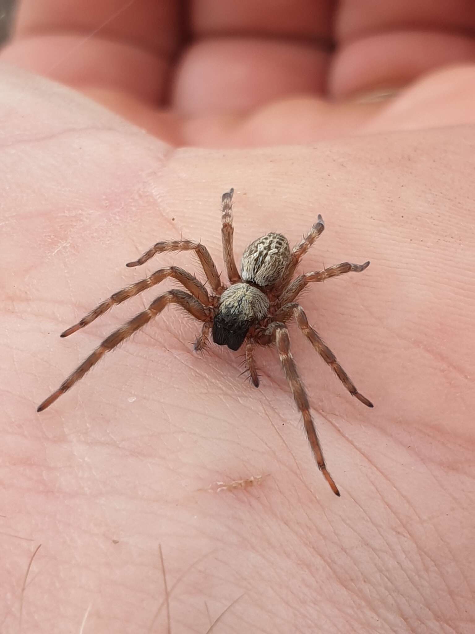 Image of Desid spider