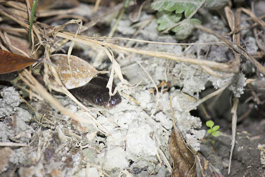 Image of Many-banded Krait