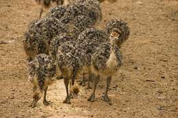 Image of ostriches