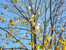 Image of Norway Maple