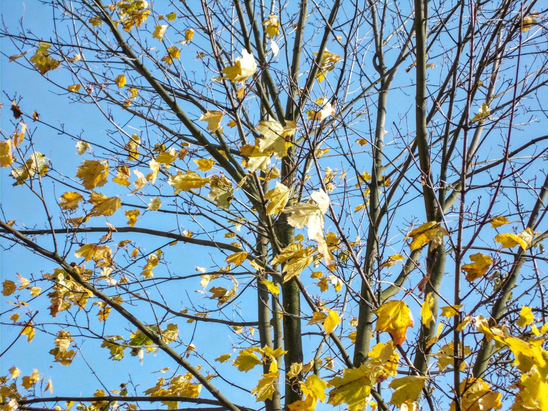 Image of Norway Maple