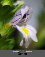 Слика од Euphrasia stricta D. Wolff ex J. F. Lehm.