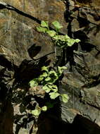 Image of Wall-rue