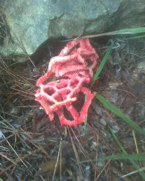 Image of Clathrus ruber P. Micheli ex Pers. 1801