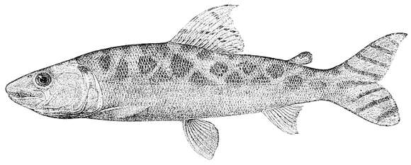 Image of Eugnathichthys