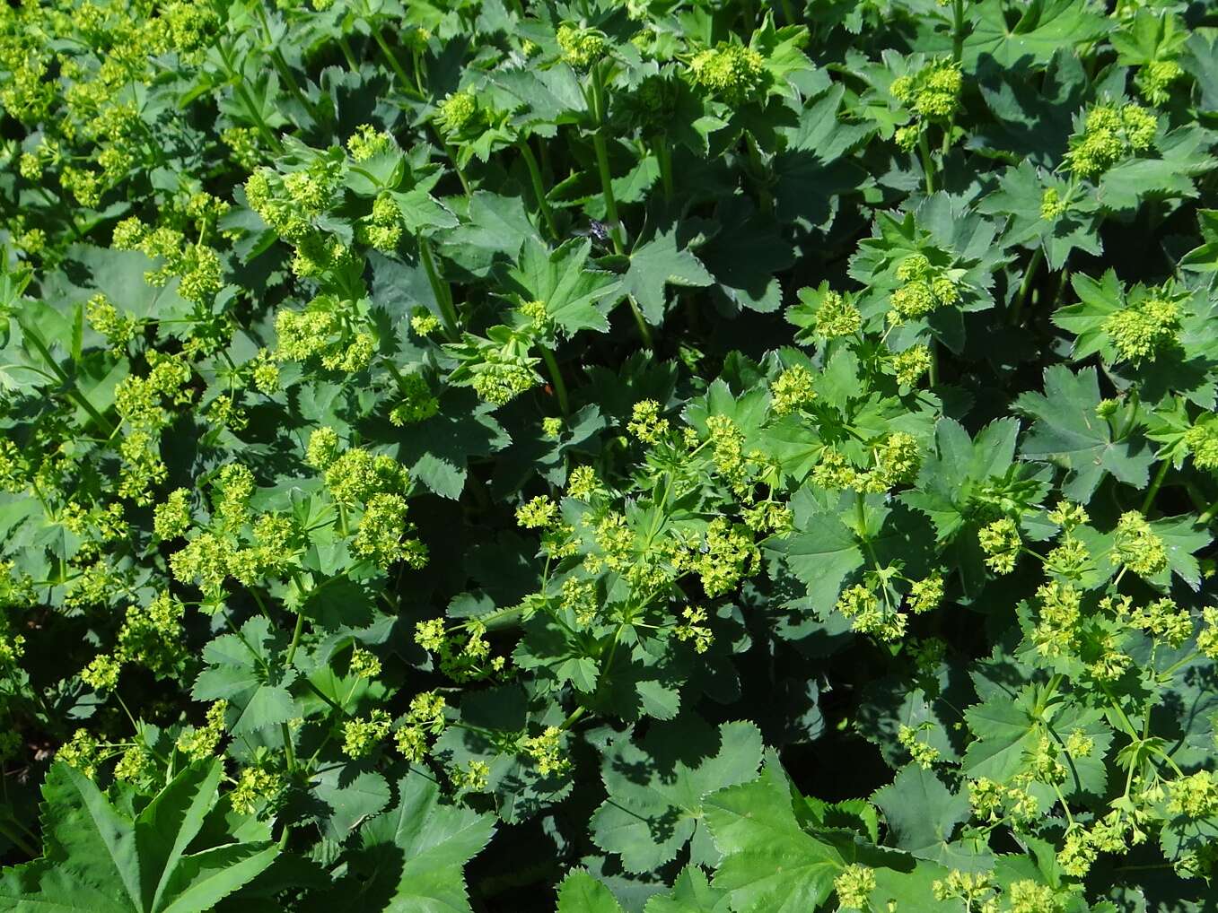 Image of smooth lady's mantle