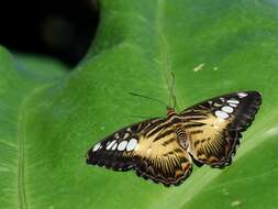 Imagem de Parthenos sylvia