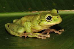 Image of Spikethumb Frogs