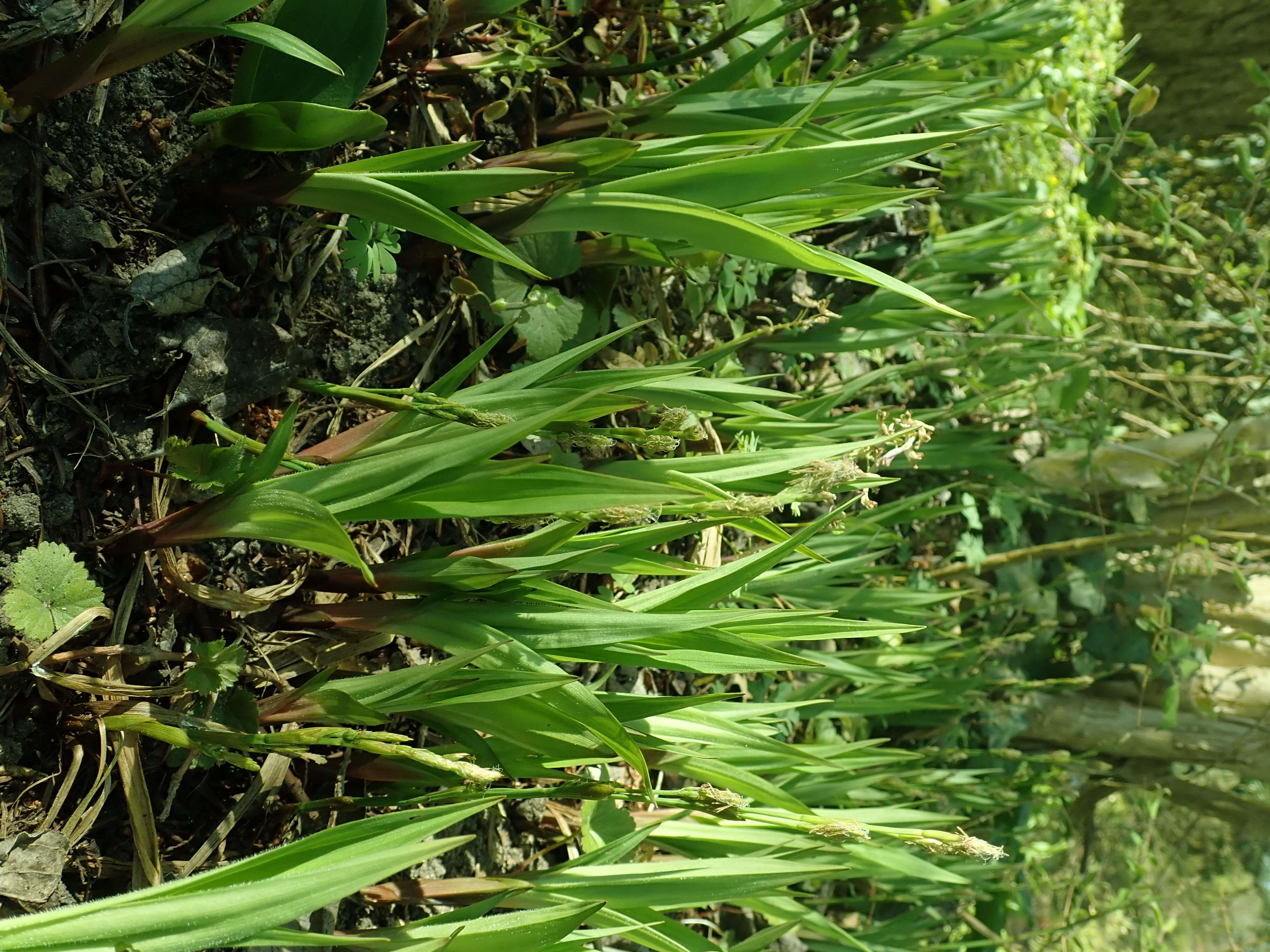 Carex siderosticta Hance resmi