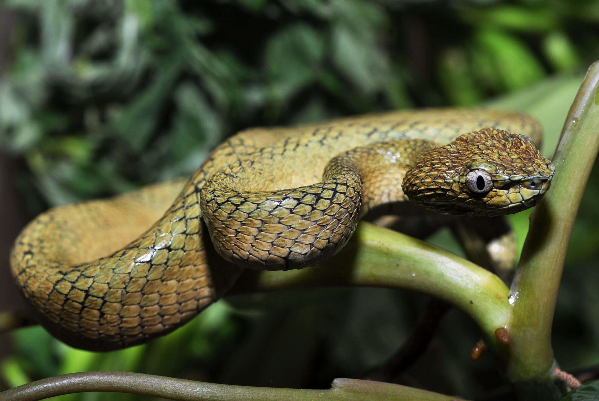 Image of South Philippine temple pitviper