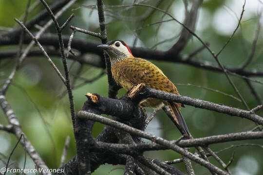 Image of Spot-breasted Woodpecker