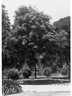 Sivun Corymbia calophylla (Lindl.) K. D. Hill & L. A. S. Johnson kuva