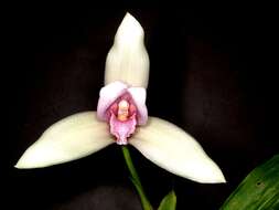 Image of lycaste