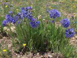 Image of sticky polemonium