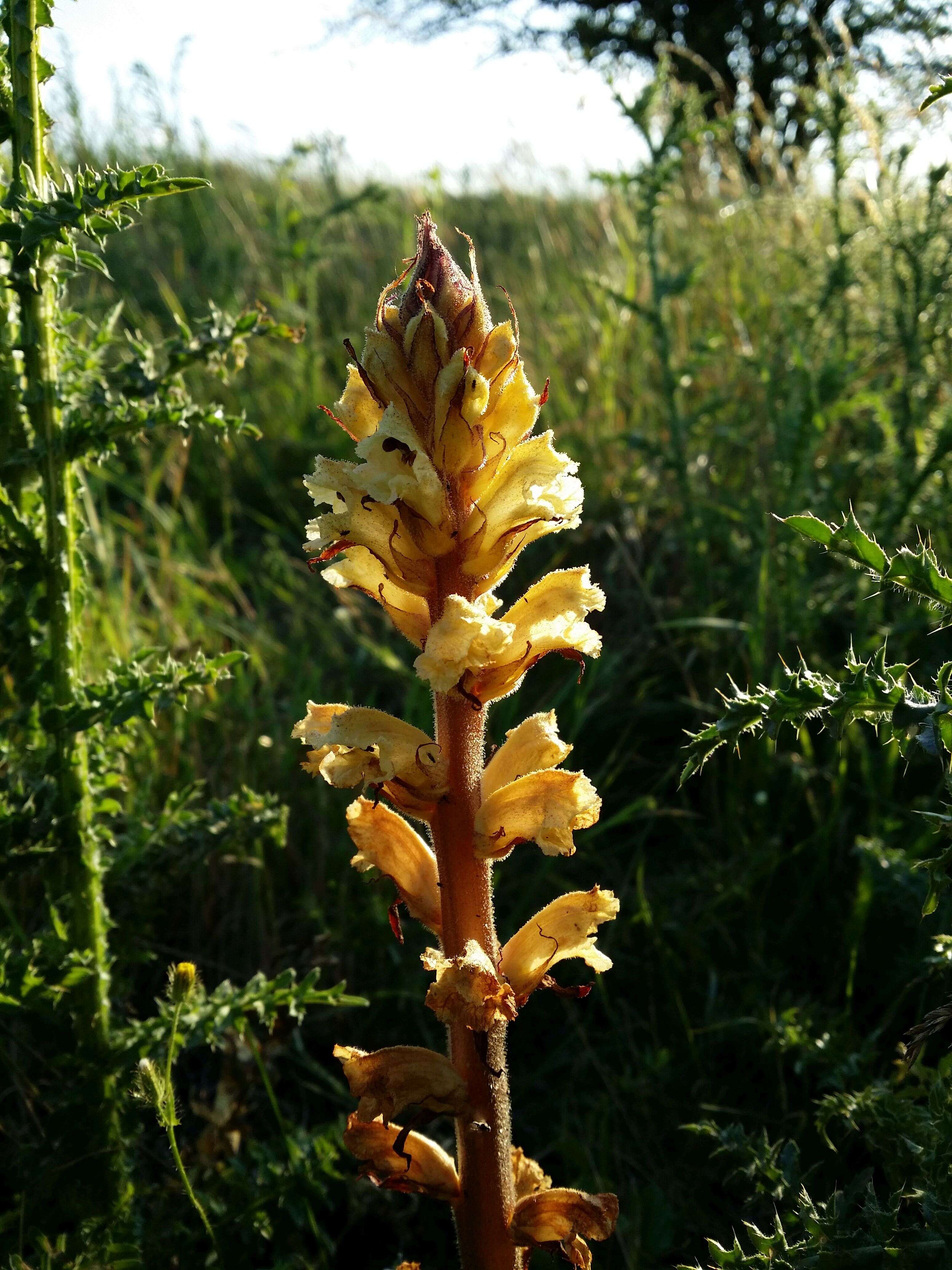 Imagem de Orobanche reticulata Wallr.