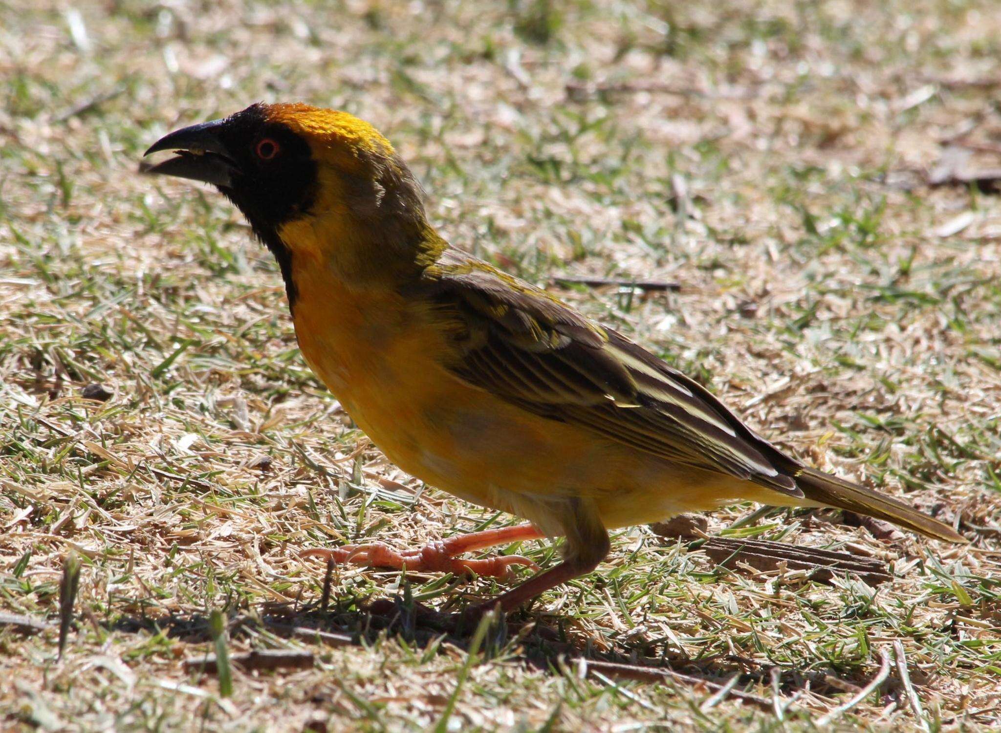 Image of African Masked Weaver