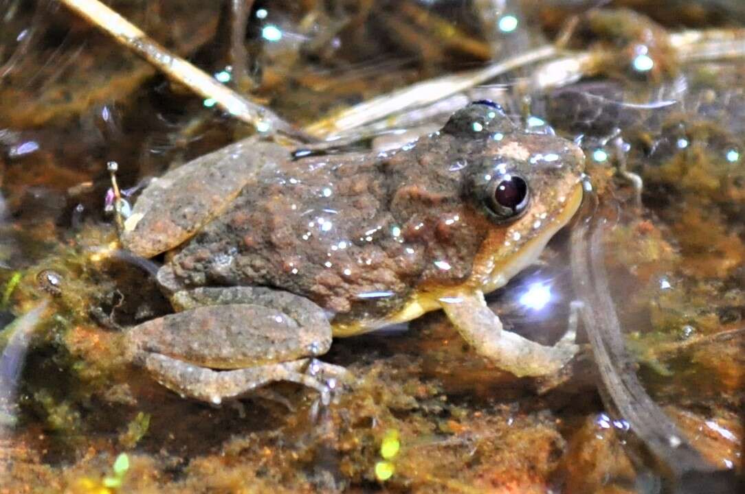 Image of Pseudopaludicola Miranda-Ribeiro 1926