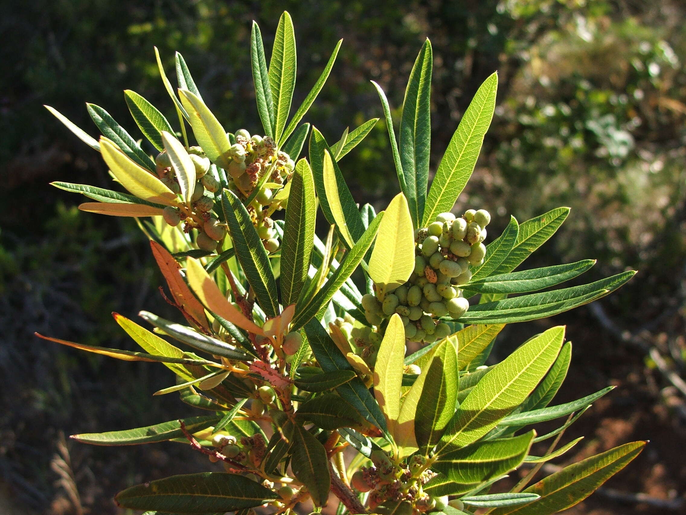 Слика од Searsia angustifolia (L.) F. A. Barkley