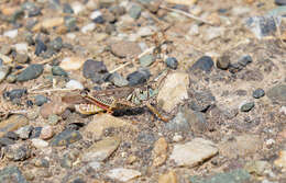 Слика од Melanoplus sanguinipes (Fabricius 1798)