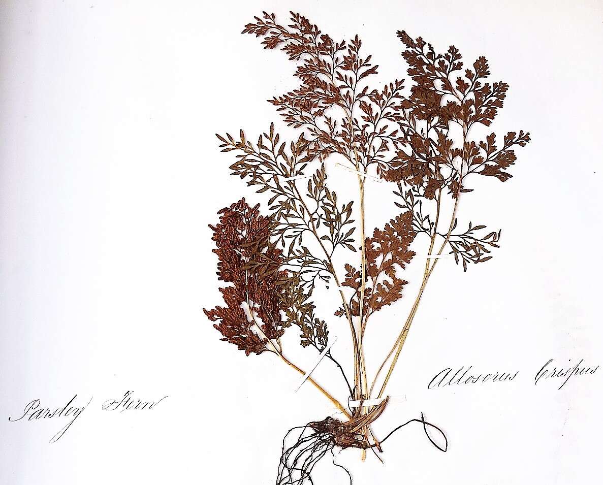 Image of parsley fern