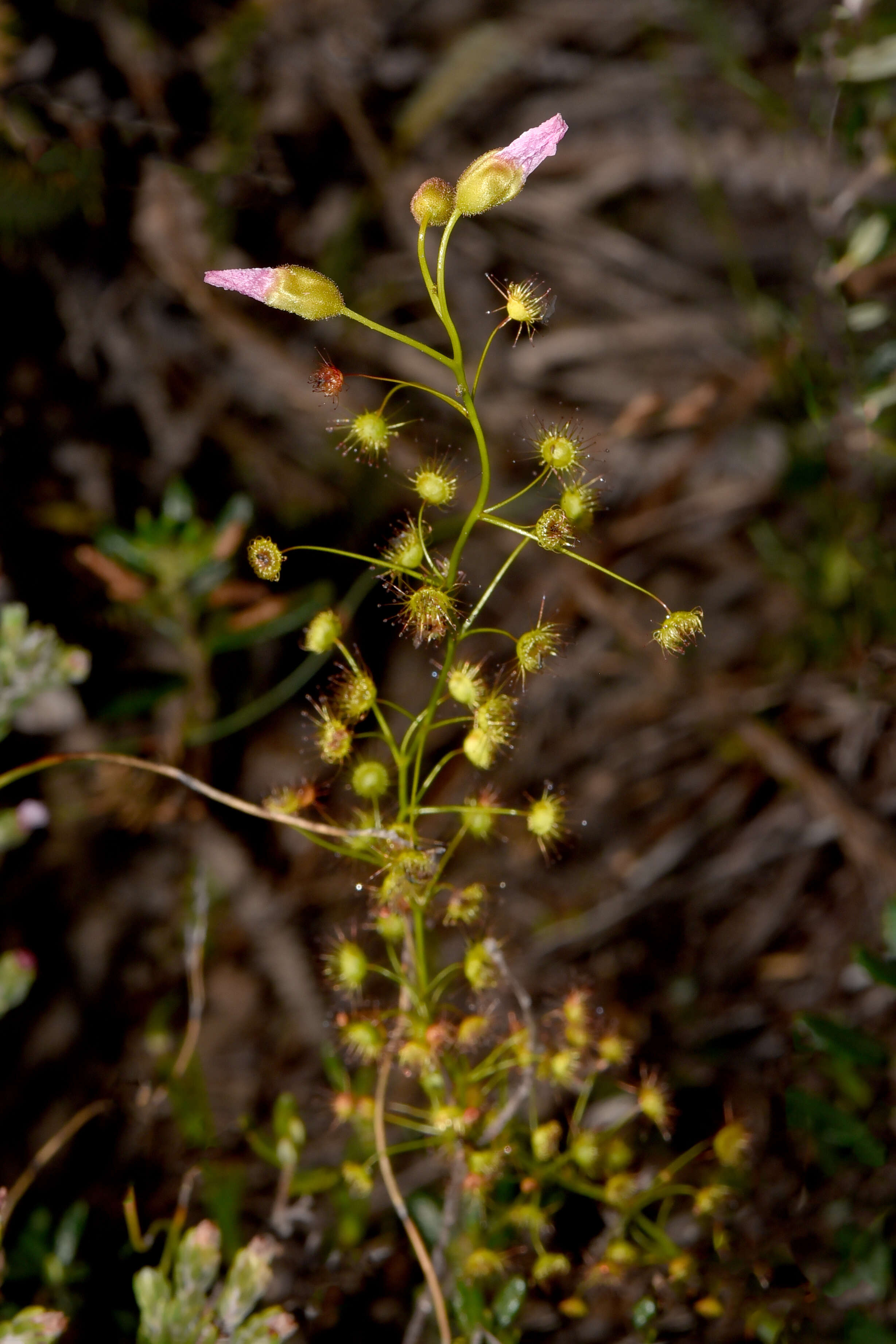 Image of Drosera menziesii subsp. penicillaris (Benth.) N. Marchant & Lowrie