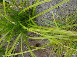 Image of Lanaria lanata (L.) T. Durand & Schinz