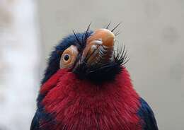 Image of Bearded Barbet