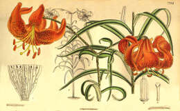 Lilium davidii Duch. ex Elwes resmi