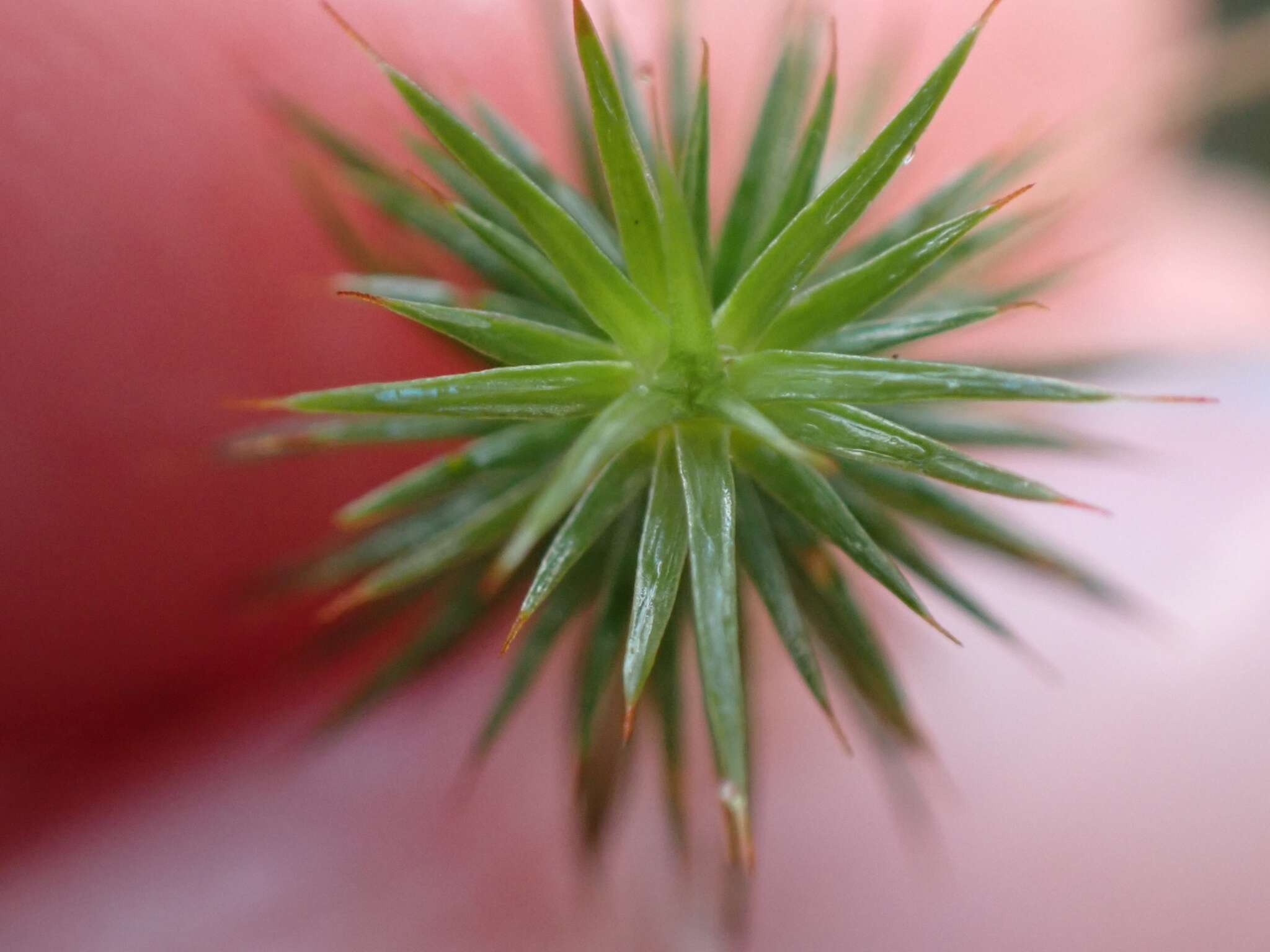 Image of juniper polytrichum moss