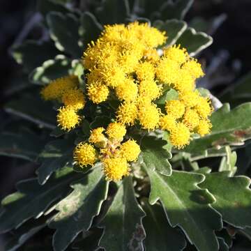 Image of Ajania pacifica (Nakai) K. Bremer & C. J. Humphries