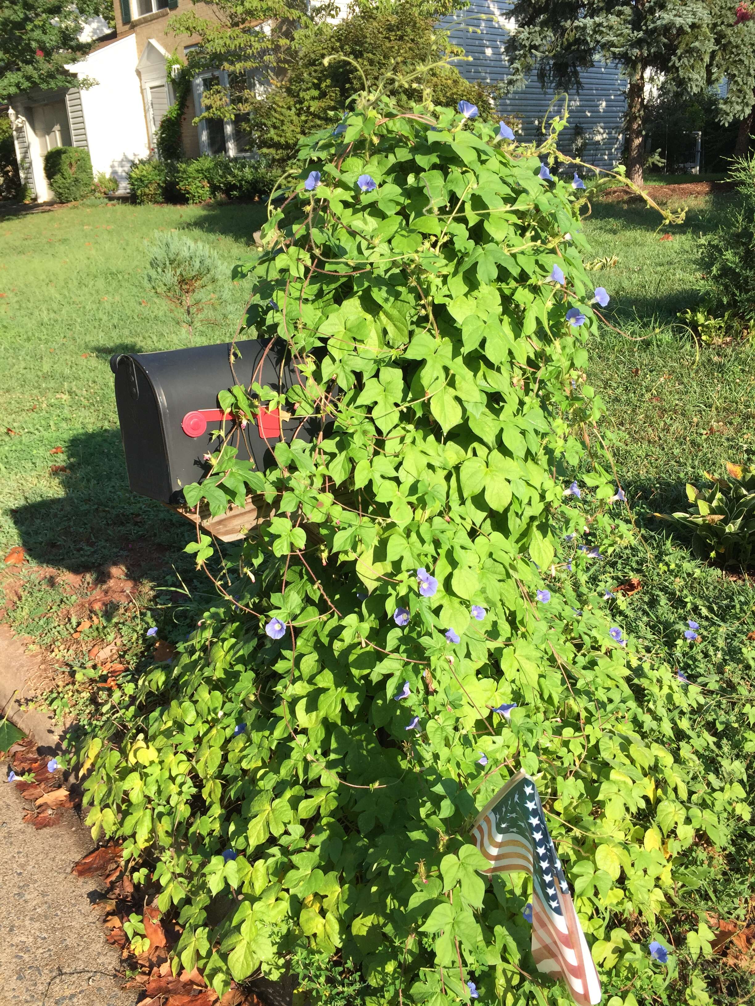 Image of Ivyleaf morning-glory