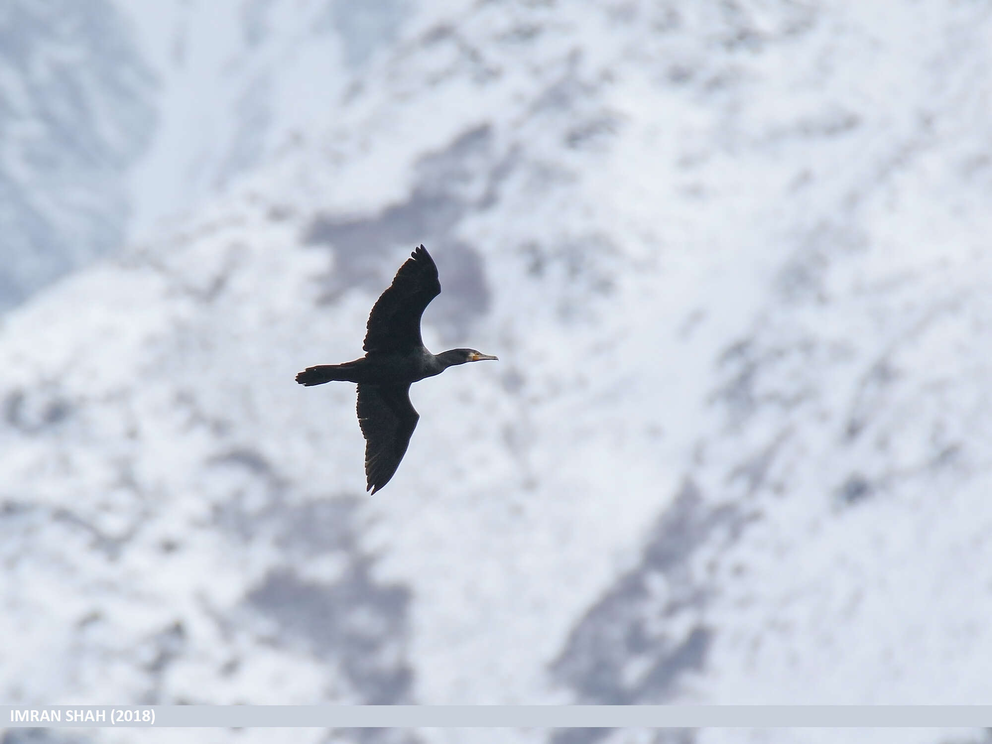 Image of Black Shag